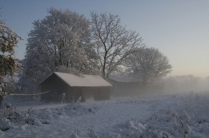 Morning After First Snow