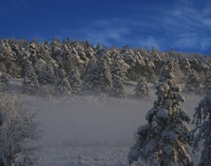 Morning After First Snow