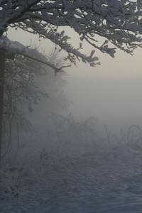 Morning After First Snow