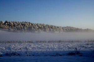 Morning After First Snow