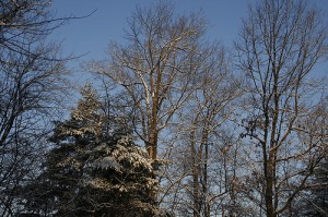 Snowy Morning