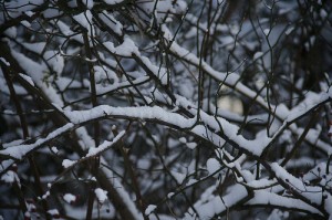 Snowy Morning